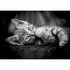 Clementoni High Quality Collection Puzzel Kitten 1000 Stukjes + Poster_