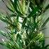 Home & Styling Kunstplant Bamboe 90 cm Groen_